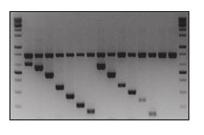 ISSUE 2 3 세대 Digital PCR platform 을이용한분자진단기술 Digital PCR 장점 검출목표유전자의정량적검출이가능한 Digital PCR 법은 conventional PCR 방식및 real-time PCR 의단점을 보완한매우민감도가높은차세대 PCR
