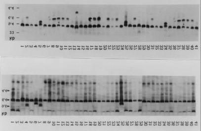 DIG-labelling and detection kit. DNA Cox II, ATPA, 26S-rRNA Probe Southern hybridization (. 2-3). DNA Probe Clone Band.. 2-3. Southern blot DNA EcoRI(A) HindIII(B), 26s-rRNA.