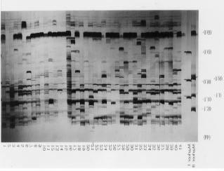 PCR Fingerprinting primer Marker (. 2-4)