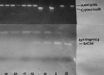 X2-test. 2. RT-PCR Fragment 0.