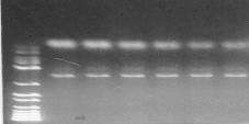 . M 1 2 3 4 5 6 4-12. Primer PCR.4-13.