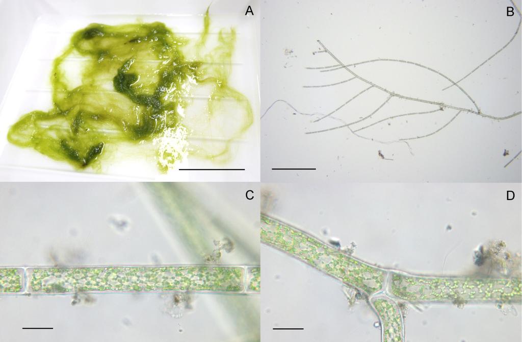 244 하동수ㆍ유현일ㆍ장수정ㆍ황은경 Fig. 3. Morphology of Cladophora vadorum. A, Dense thallus; B, Branch system of upper thallus; C, Cylindrical cell of thallus; D, Ramification from a branch.
