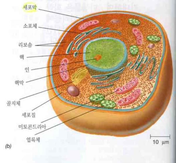 원핵생물과진핵생물의공통구조요소 1. 세포막 (cytoplasmic membrane): 세포내.