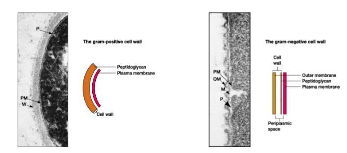 2. 세포벽 (cell wall) -단단한껍질 -세포의모양유지 -병원성의원인 ( 일부