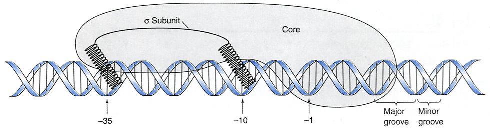 Binding of RNA pol to a