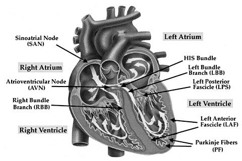 심전도연수강좌 : 처음시작하는사람들을위한심전도 연세대학교원주의과대학순환기내과학교실 안민수 Cardiac Electrophysiology I : Automaticity : 60-100 회 /min, His bundle : 40-60