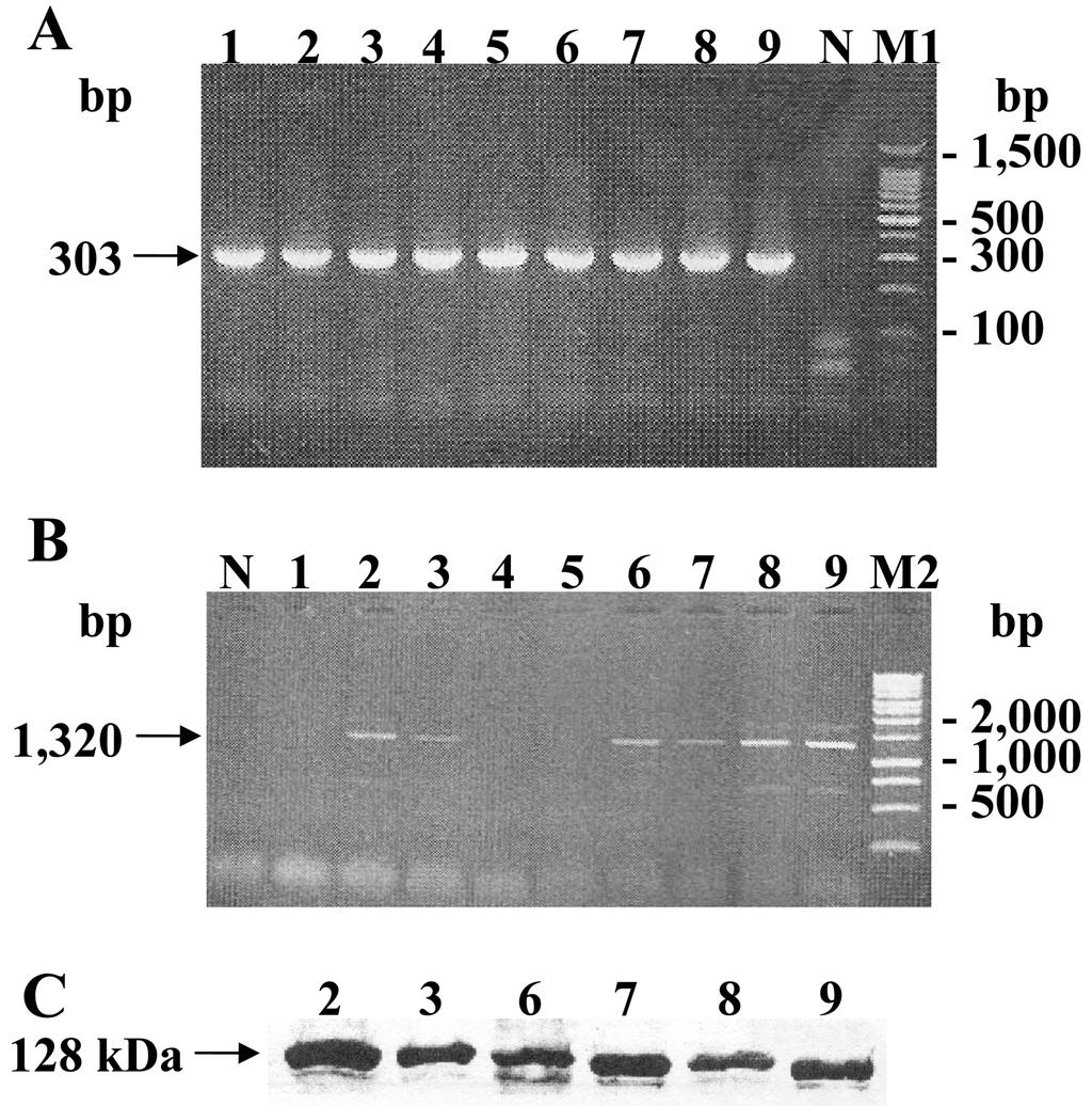 H. pylori 감염 및 clarithromycin 내성 179 Vol. 41, No. 3 23S rrna 유전자의 점 돌연변이(point mutation)는 PCR-restriction fragment length polymorphism (RFLP)에 의해 분석했다. H.