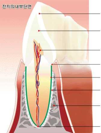 치아의주위조직 : 백악질, 치주인대, 치조골, 치은으로구성 1.