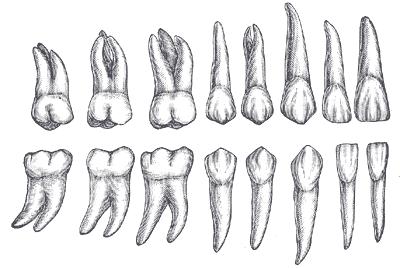 영구치의종류 ( 총 8 종 32 개 ) 1 악편측에 8 개씩 1) 절치 (incisor) = 문치 2종 8개 1 중절치 (central incisor) 2 측절치 (lateral incisor) 2) 견치 (canine) = 창두치 1종 4개 3) 소구치 (premolar) = 전구치 = 쌍두치 2종 8개 1 제