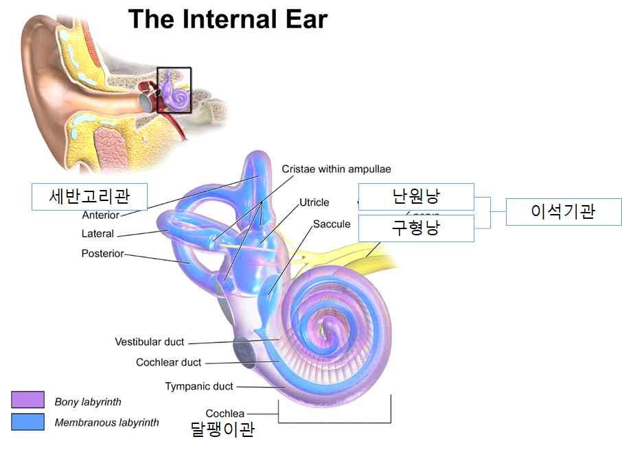 ( 출처 : https://en.wikipedia.org/wiki/inner_ear) 2. 증상 ( 구토 ) 멀미의증상은메스꺼움, 구토, 발한, 두통, 침분비증가, 냄새에대한민감도가증가하는것이다. 특히대표적인증상은구역, 구토라고할수있다.