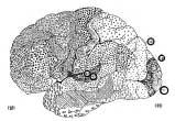 < 그림 2> 인간의대뇌피질 < 그림 3> 인공신경망의역사 1943 McCulloch&Pitts Paper on neurons 1957 Rosenblatt Perceptron 1969 Minsky&Papert Perceptrons 1982 Hopfield 1986 Rumelhart Backpropagation < 그림 2> 는인간의대뇌지도 (cortex