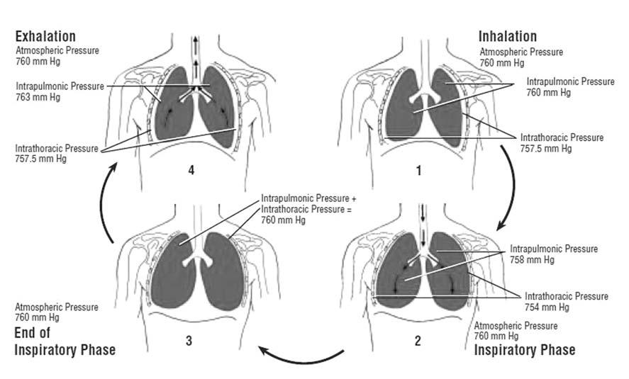 Ventilation 역학폐포 (alveolar) 압력과대기 (atmospheric) 압력의차이에의해이루어지며, 기본적으로압력이높은곳에서낮은곳으로가스가유입됨에따라 Ventilation이이루어진다. 1. 흡기직전의폐와가슴막공간 2. 가슴근육이팽창함에따라흉곽내압력이낮아진다. 폐가바깥쪽으로팽창하면서폐내압력도낮아진다. 3.