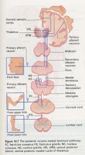 tract) - 통각과온도감각 뒤섬유기둥 - 내측섬유띠로 (posterior white column-medial lemniscal pathway