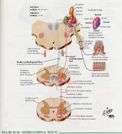 내측전정척수로 (medial vestibulospinal tract) 내측전정신경핵은전정기관으로부터오는머리의움직임과위치에대한정보 경수와흉수의하위운동신경원들과연접 목근육, 위쪽등근육조절 외측전정척수로 (lateral