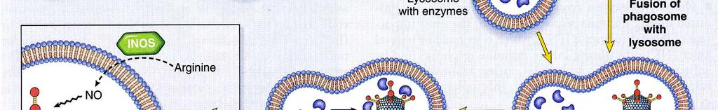 protein), lysozyme,