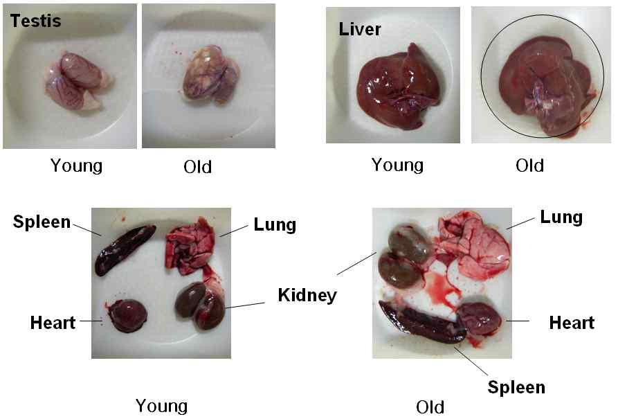 Aging Tissue Bank < 홍보 > 노화 수명연장연구에필요한시료를찾으십니까? 부산대 Aging Tissue Bank 로오십시오 본은연구자들에게노화기전및노화제어에필요한연구시료와정보를 신속하게제공하여노화연구를원활히지원하는것을목적으로하고있습니다.