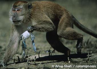 Cynomolgus macaque