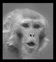 영장류의의사전달 (Macaque 의경우 )