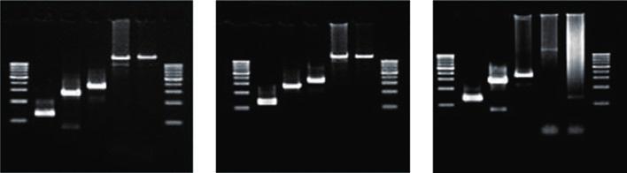 DNA Polymerase Enzyme Quick Selection Guide for Effective PCR DNA Polymerase High Quality Polymerase * General PCR / Colony PCR Long PCR (Max.