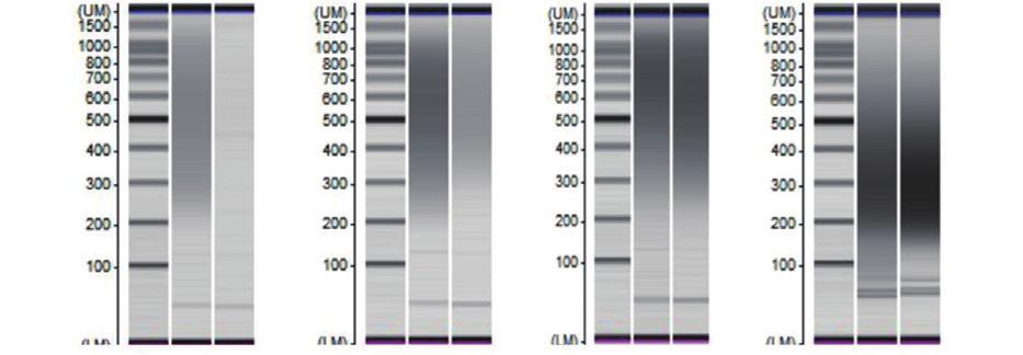 Illumina Platform NGS Library Prep & Quantification Kit 2 시간이내에빠르고간편하게 library 제작가능 GenNext TM NGS Library Prep Kit U DNA polymerase, PCR enhancer 사용으로 Low bias, Ultra Fast PCR 가능 GC-contents 83%