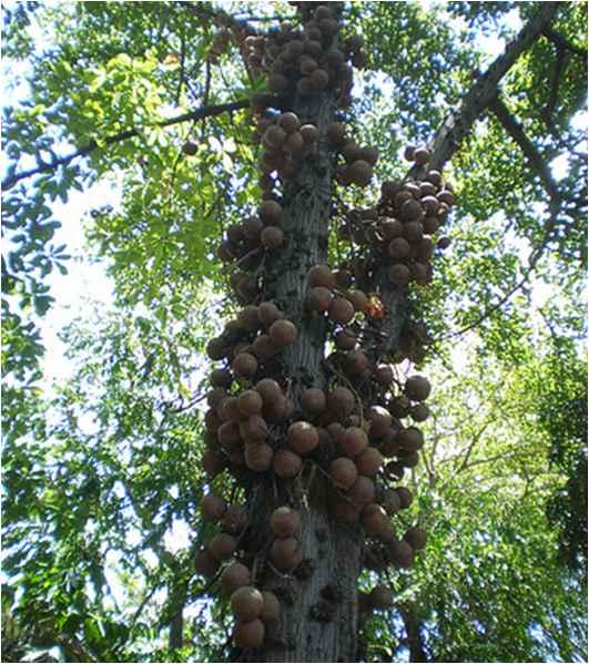 (Brazil nuts) 및캐슈넛 (Cashew nuts)