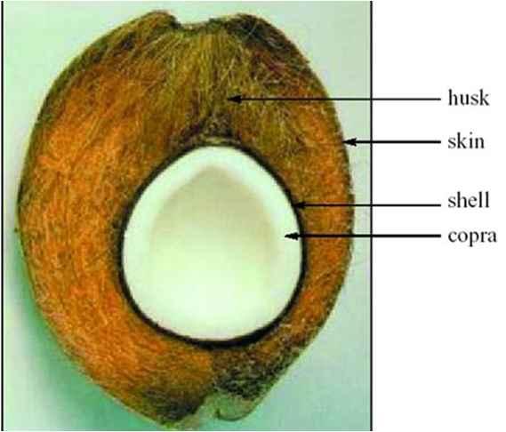 (Coconut juice) 또는 Coconut water
