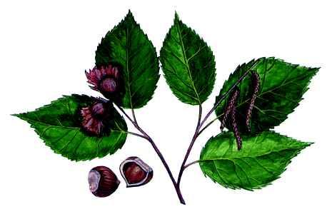 9 Area(Betel) nut: 주로씹는것 (masticatory) 으로사용되는빈랑나무열매 10 Cola(Kola) nut): 씹는것으로사용되며또한음료제조용의베이스 (base)