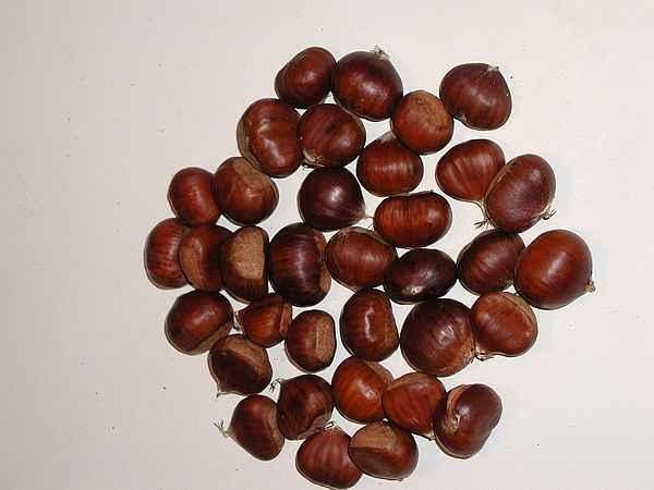 피 Areca(betel)nut 콜라너트