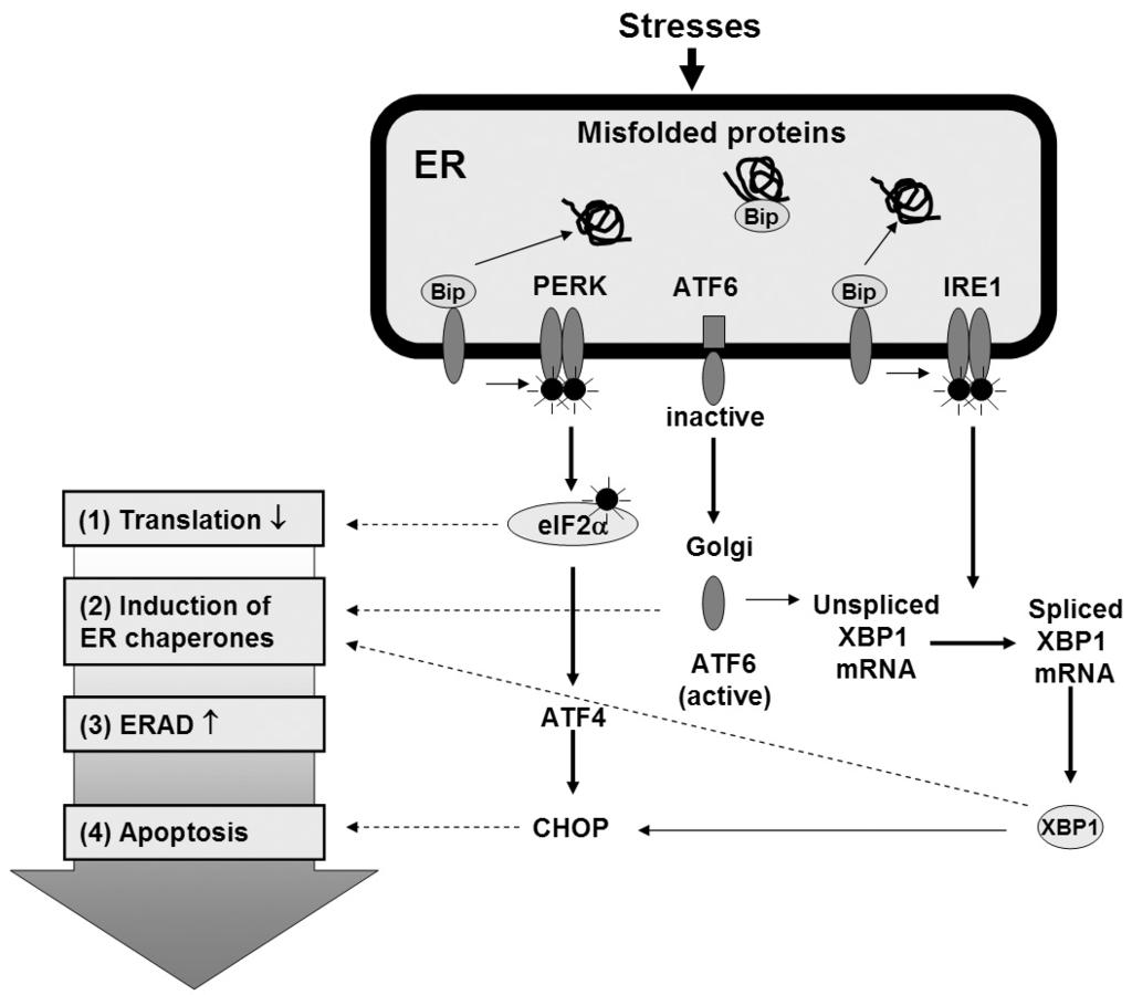 대한내분비학회지 : 제 23 권제 1 호 2008 데이를소포체스트레스반응 (ER stress response) 라고한다 (Fig. 1).