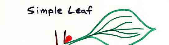 Leaf complexity SIMPLE LEAF 단엽