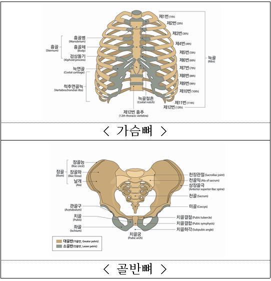 3) 빗장뼈 ( 쇄골 ), 가슴뼈 ( 흉골 ), 갈비뼈 ( 늑골 ), 어깨뼈 ( 견갑골 ) 에뚜렷한기형이남은때 라함은방사선검사로측정한각 ( 角 ) 변형이 20 이상인경우를말한다. 4) 갈비뼈 ( 늑골 ) 의기형은그개수와정도, 부위등에관계없이전체를일괄하여하나의장해로취급한다.