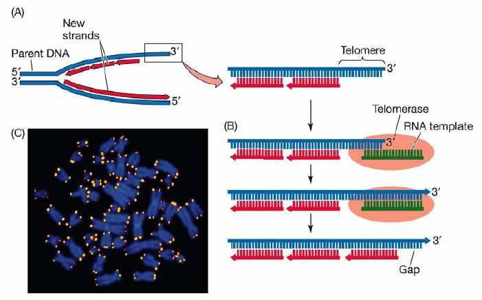 Teomere 와 Teomerase ü Eukaryote chromosome teomeres - 말단의 repetitive sequence - TTAGGG 가약 2500 회반복 ü 염색체양쪽말단에 singe stranded DNA 가형성 (agging strand