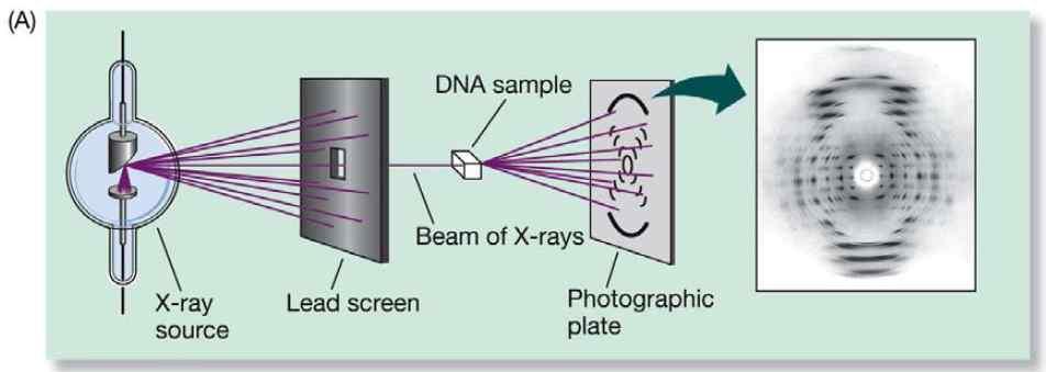 11.2 DNA 의구조 DNA 구조에대한많은증거의축적 X-ray