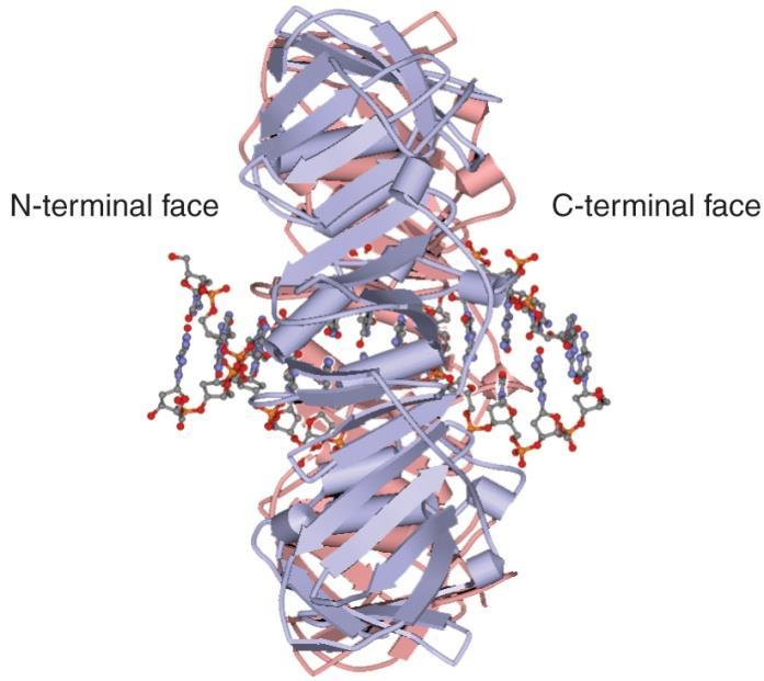 homodimer with semicircular subunits forms a ring with an inner diameter big enough to fit DNA double helix 직경이 3.
