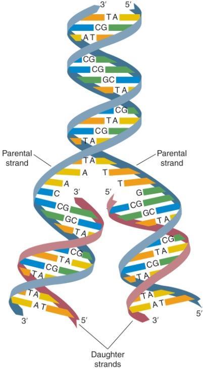 9.1 General features of DNA replication DNA