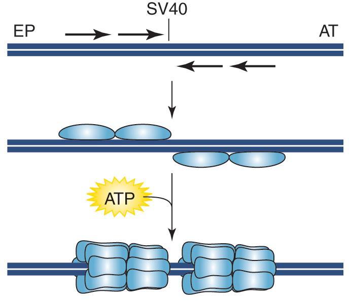 SV 40 의 replication origin 은약 300bp 이나그중 64bp 가 core sequence 로 DNA 복제에필수적인부위이다.