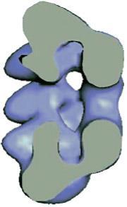 ATP 가존재할때각쌍의 T anitigen 분자는이중 hexamer 가결합하는전구체로작용을한다.
