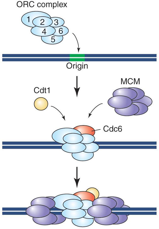 Initiation complex at the origin 복제초기단계에 ARS 와어떤단백질들이작용하는가를조사함. Origin recognition complex (ORC) 는 heterohexamer 로 origin 에결합을하고 Cdc6 를불러드린다. Cdc6 는 Cdt1 과작용을하며 MCM complex 를불러드린다. Figure 9.