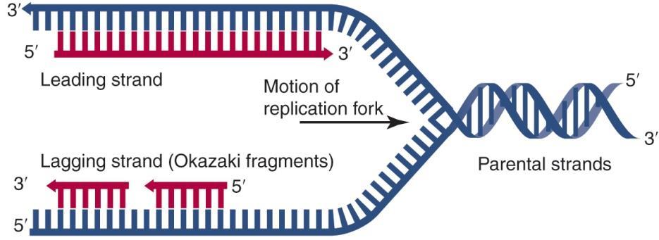 The leading and lagging strands of semidiscontinuous replication