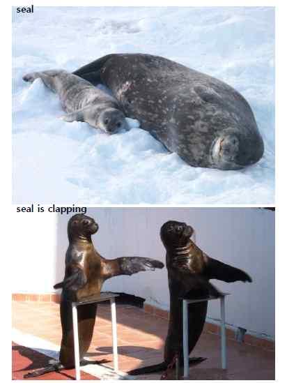 ) Presentation Cover Talk & Picture Walking : Think Aloud - 표지를보기이야기나눈다. Oh, look at this. What is it? It s a seal.