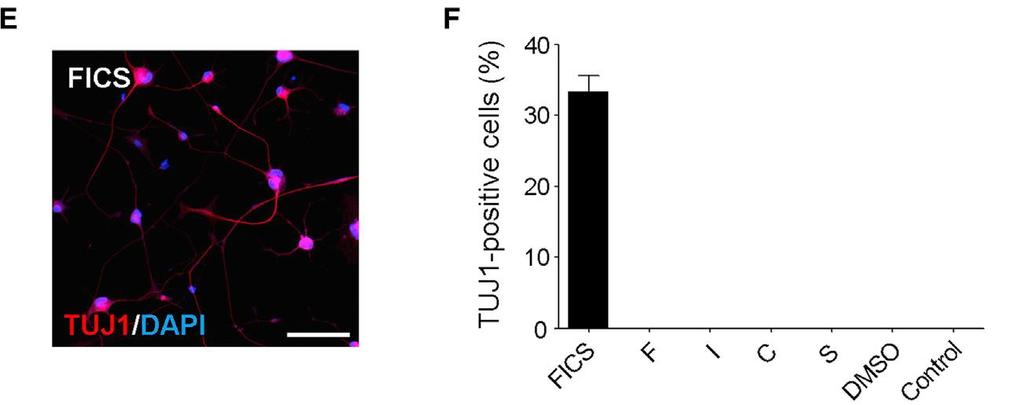 (B) Quantification of TUJ1-positive cells with circular cell bodies and neurite outgrowth that is at least 3-fold longer than the cell body.