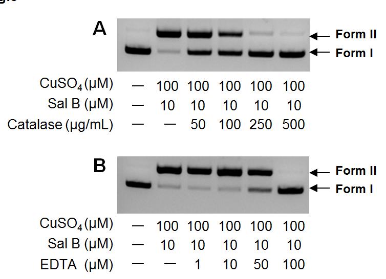 CuSO 4 와 salvianolic acid B 단독처리에서는 DNA 절단을확인할수없었으나같이처리했을때는 DNA의절단을확인할수있었다. 이는 Cu 2+ 와 salvianolic acid B의반응으로 DNA 절단하는물질을생성했음을의미한다. 환원된형태의금속은용액내산소와의반응을통해 ROS을생산한다 (Figure 1).