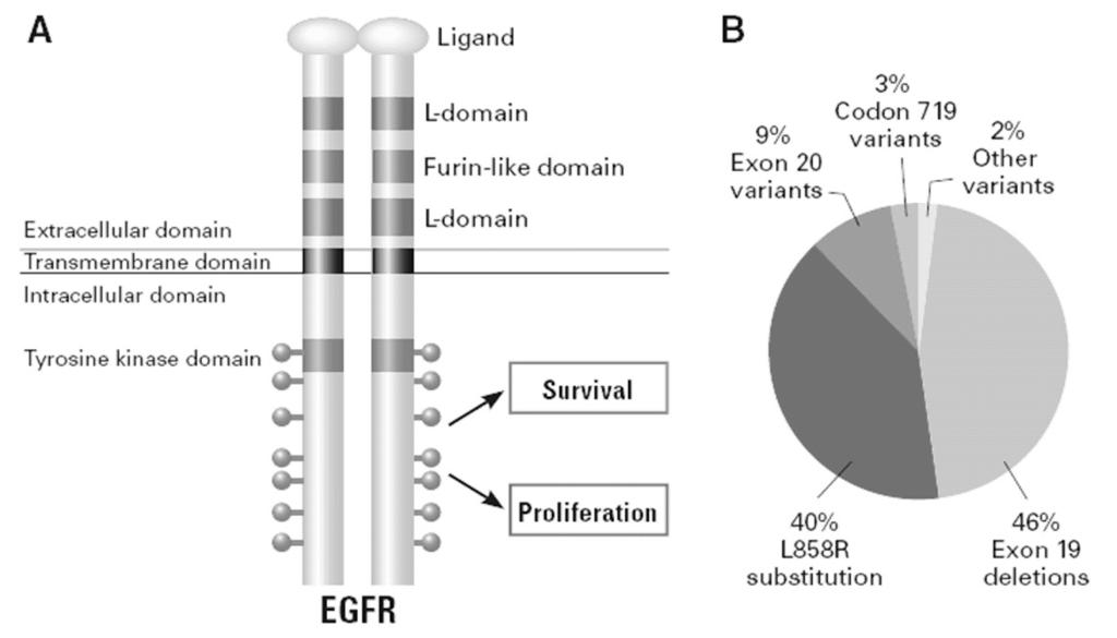 Predictors of Response to EGFR TKI Clinical Predictors Female