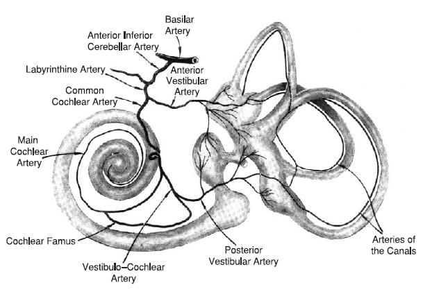 Res Vestibul Sci Vol. 10, Suppl. 2, Dec. 2011 는다른명백한신경증상을보이기때문에, 6 세심한안구운동평가가침상에서후방부순환뇌졸중 (vertebrobasilar stroke) 을식별하는유일한방법일수있다.