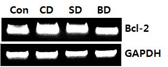 CD, ommeril doenjng; SD, soyen doenjng; BD, lk soyen doenjng. Fold rtio: Gene expression/ GAPDH ontrol numeril vlue (Control fold rtio=).