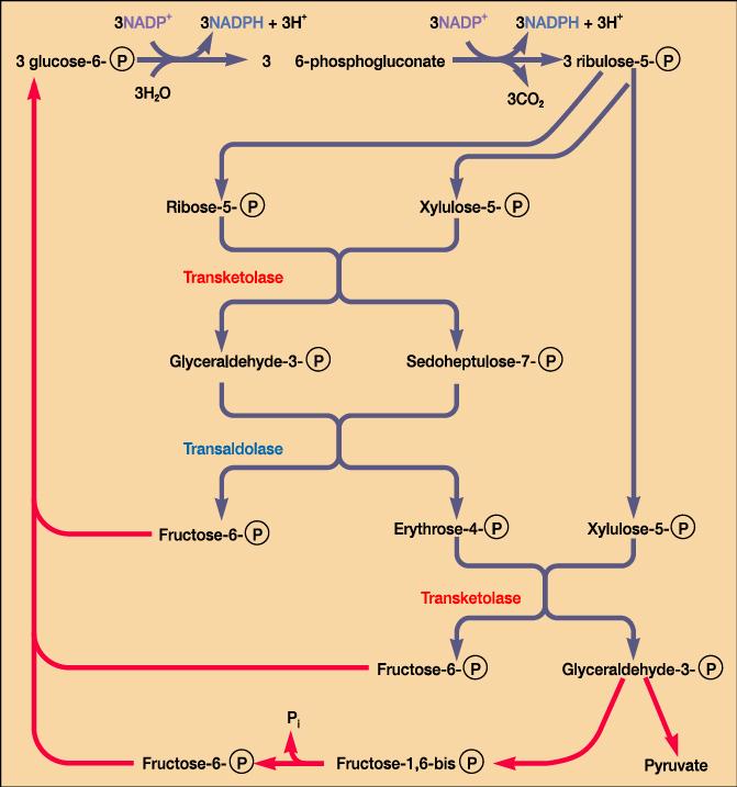 Pentose phosphate pathway - Hexose monophosphate pathway 로도불림 - 호기성, 혐기성으로작용 - 다른두경로와함께동시에이용 - 생합성과정에도중요 - NADPH 생성 ->