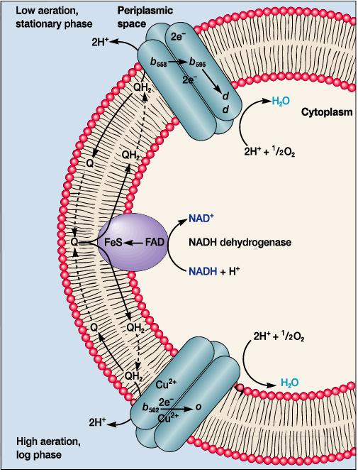 2) 세균의전자전달계 : mitochondria 와비슷하나전자전달자가일부다를수있음 Ex) E.