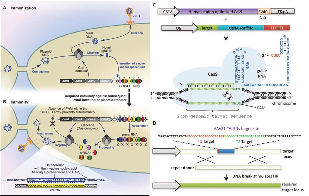 지놈엔지니어링은저비용과높은효율로원하는표현형을얻을수있는새로운기법으로 진핵생물의유전자변형에상당한역할을할것으로기대되어진다. 78 2. Genome editing using an engineered type II CRISPR system 그림 2. (a,b) Mechanism of CRISPR system.