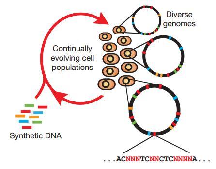 의지놈학 (genomics) 의발달과 multiplex DNA 합성기술, 그리고상동적재조합기술의발달은이러한일들이가능하게하고있다. 지놈학의발달은유전자제거와같은방법을통하여유전자의특성을파악하는데도움을주었고이는유전자의역활을확인할수있는강력한도구가되었지만다수유전자들의돌연변이에의해야기되는복합적인변화에서표현형을예측하고분석하는것에는아직아쉬운성과를보이고있었다.