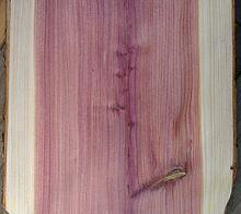branch showing 27 annual growth rings, pale sapwood and dark